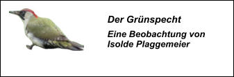 Der Grünspecht Eine Beobachtung von Isolde Plaggemeier